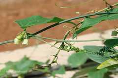 Solena amplexicaulis